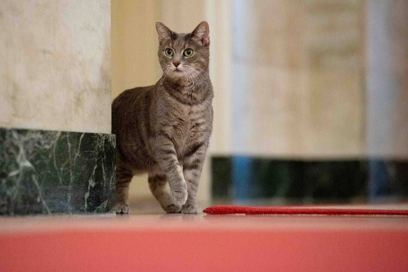 (ФОТО) Вдомена првата мачка во Белата куќа