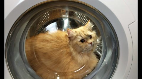 Мачор преживеал 30 минути перење во машина