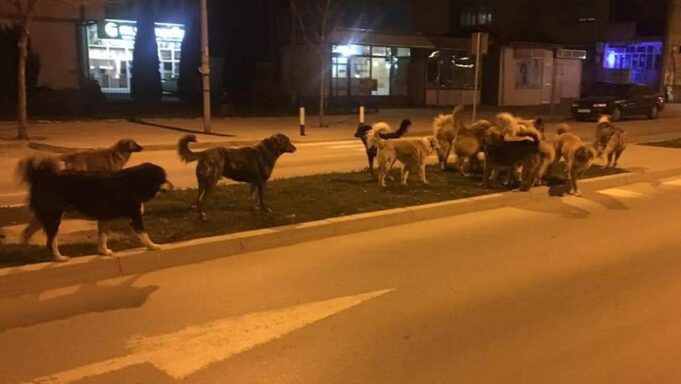 Жена од Кичево нападната од глутница од 15 кучиња