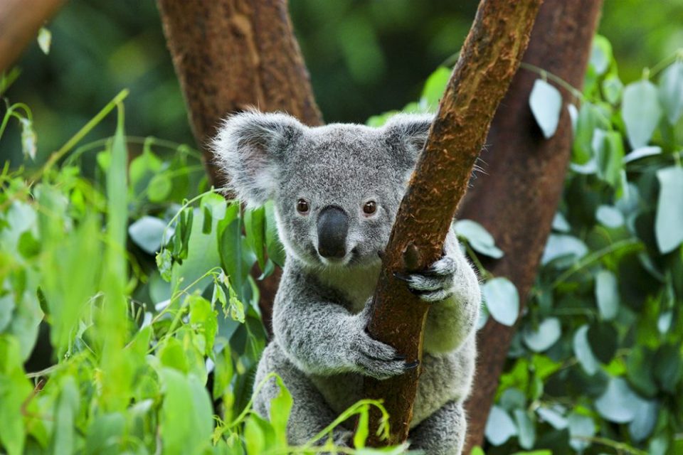 Австралија издвои уште 35 милиони долари за спас на коалите и нивните живеалишта
