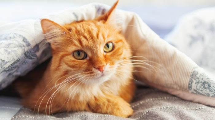 Истражување: Мачките може позитивно да влијаат на вашето здравје