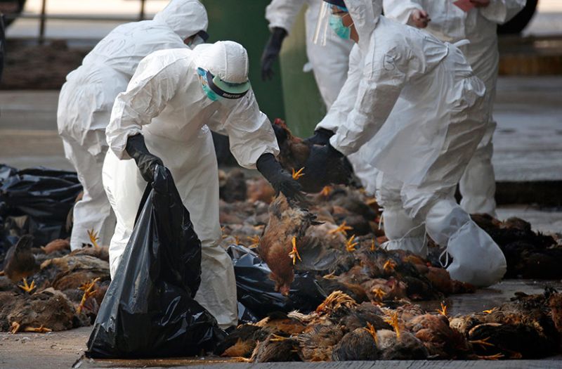 Поради птичји грип убиени 2,5 милион птици во Франција