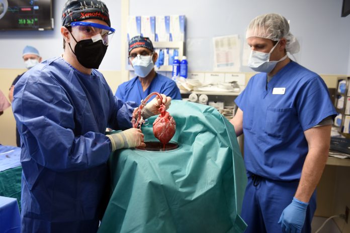Извршена е првата трансплантација на генетски модифицирано срце од свиња кај човек
