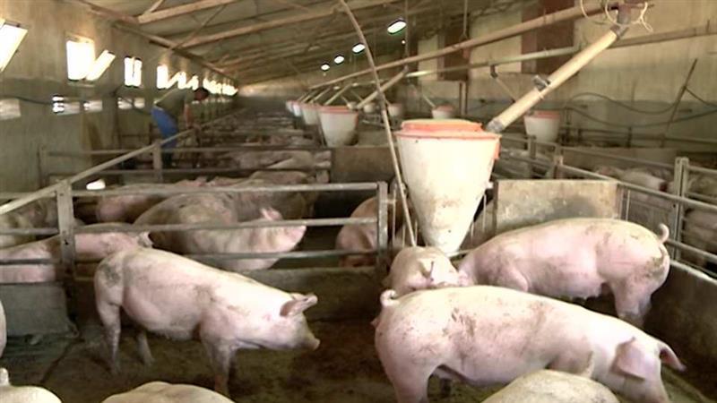 Во Делчевско привршува пописот на нерегистрирани одгледувалишата на домашни свињи