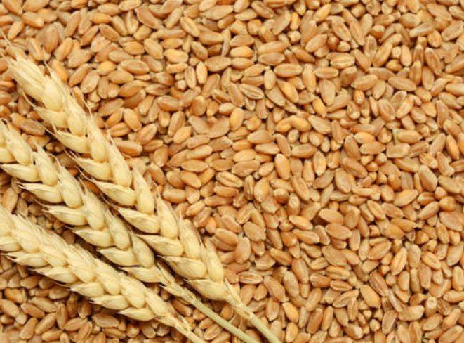 Цената на пченицата на светските берзи на највисоко ниво од 2012 година