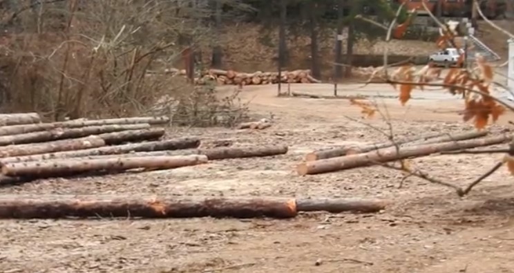 Од ВМРО-ДПМНЕ ОК Кичево апелираат веднаш да се сопре сечењето на боровата шума во Крушино