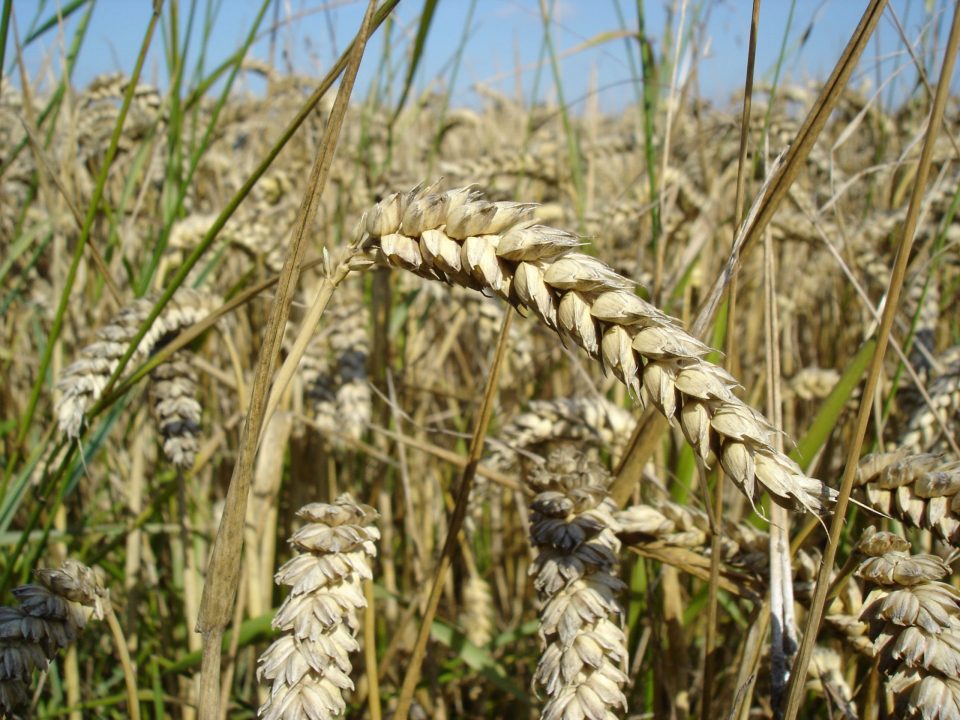 Македонија ќе увезува пченица и од Бугарија