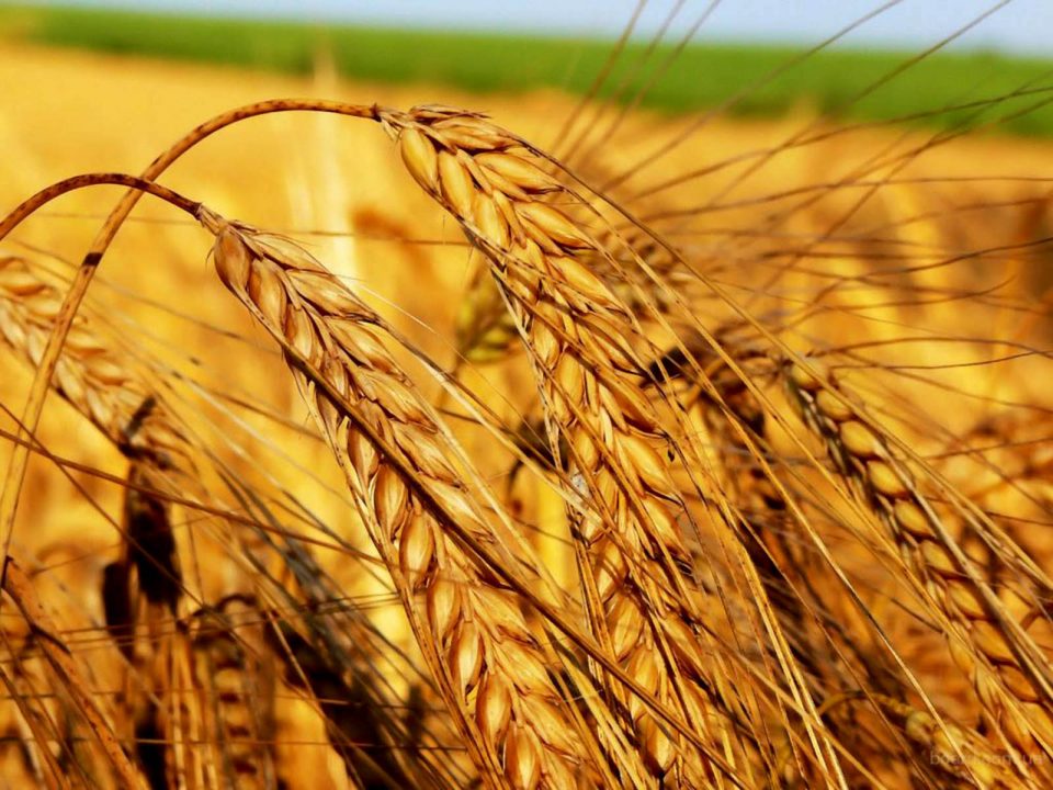 Вучиќ откри дека Македонија нема стокови резерви на пченица и дека владата лаже, предупредувањата на ВМРО ДПМНЕ се покажаа за вистинити