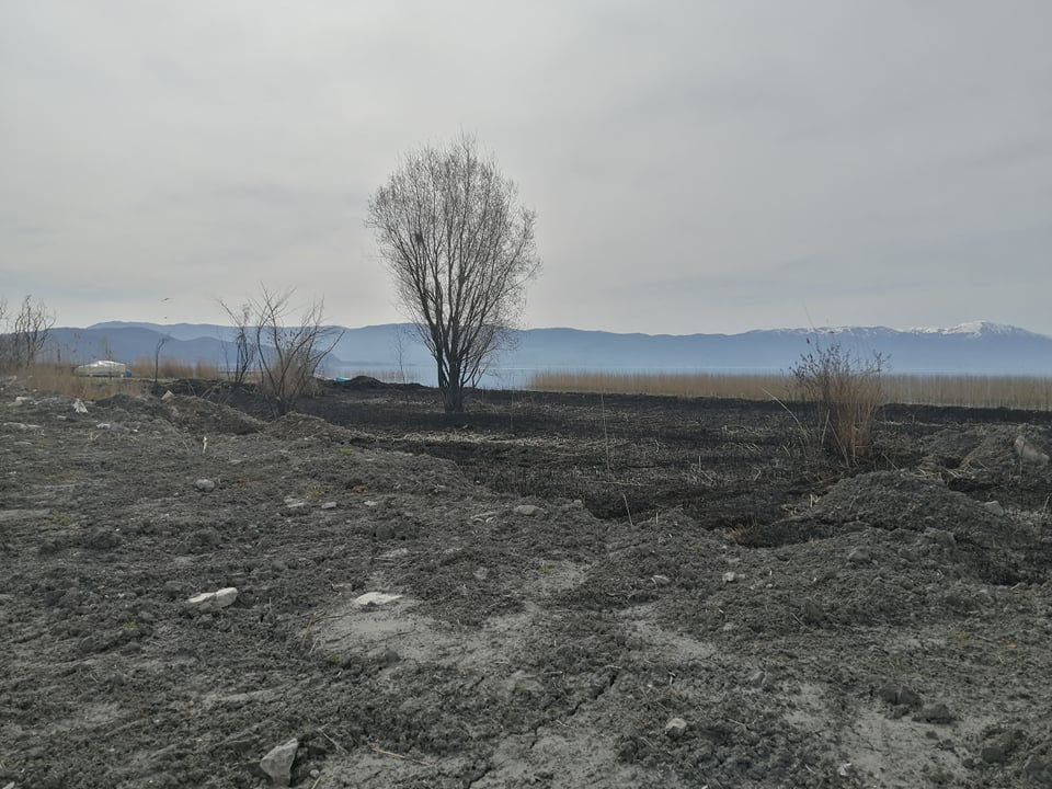 Повторно потпалена трска во Охридско, овојпат кај Калишта