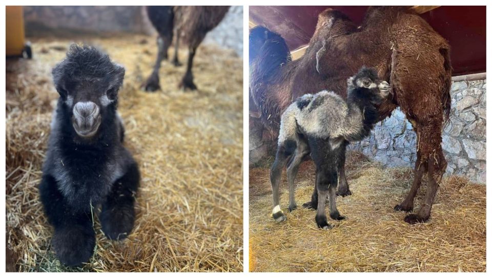 (ФОТО) Уште една радосна вест од ЗОО Скопје – се роди бебе камила