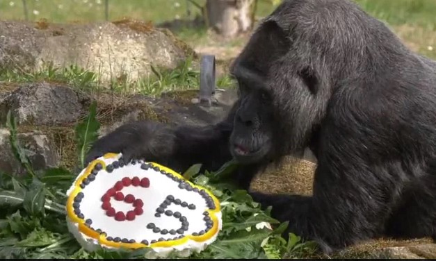 (ВИДЕО) Најстарата горила на светот го прослави својот 65-ти роденден