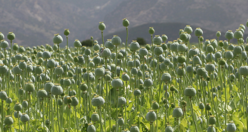 Авганистан забрани одгледување афион