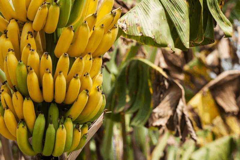 Бананите помагаат во топењето масти кај стомакот, а еве за што можат да бидат корисни и зелените банани