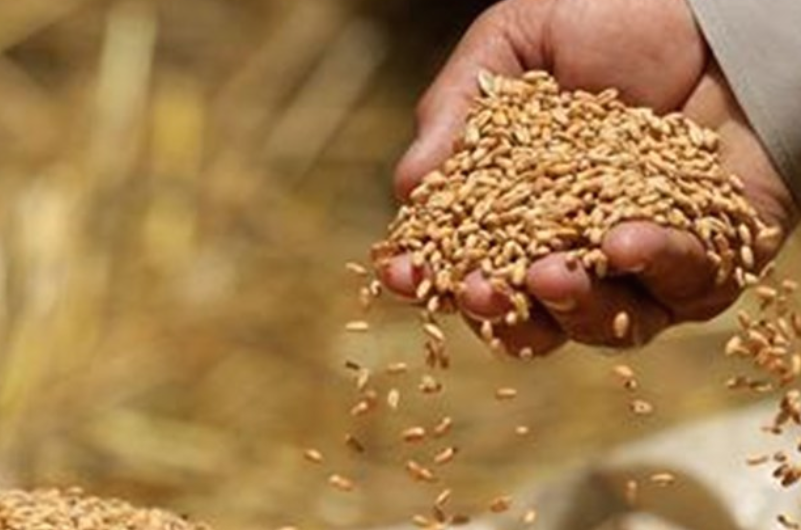 Извозот на жито од Украина во октомври речиси на нивото од пред војната