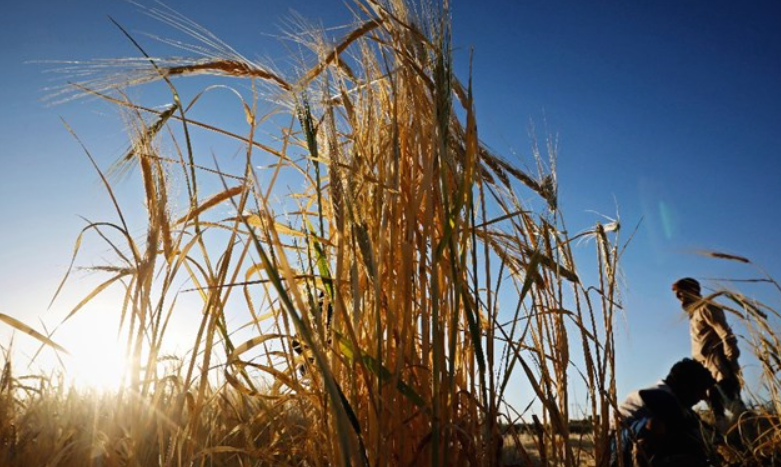 Полска доби нацрт-регулатива од ЕУ за продолжување на забраната за увоз на жито од Украина