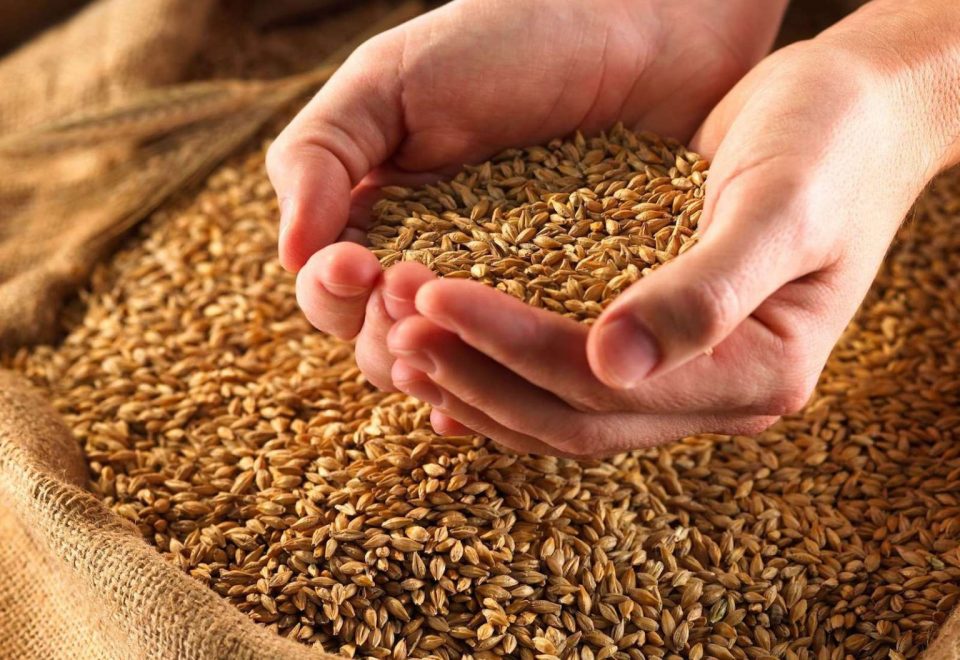Извозот на жито од Украина расте и покрај руската инвазија