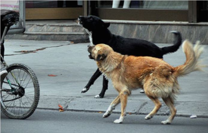 (ВИДЕО) Жена во Тетово нападната од глутница кучиња