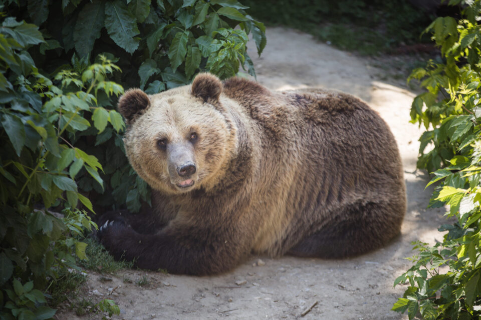 (ФОТО) Резерват во Швајцарија нов дом за две мечки од Зоо Скопје