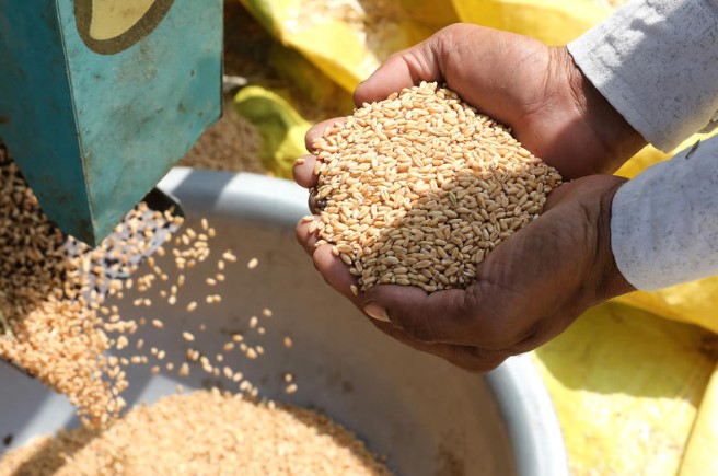 Земјоделците бараат 30 денари откупна цена на пченицата, а не 8 до 10 колку што нудат откупувачите