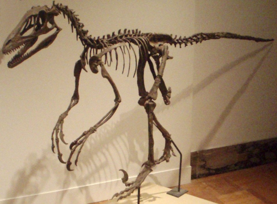 Најдобро сочуваниот скелет на диносаурус продаден за 2,4 милиони долари