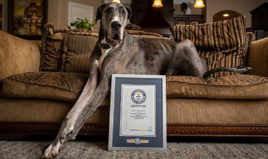 (ФОТО) Највисокото живо куче во светот има 104,6 сантиметри