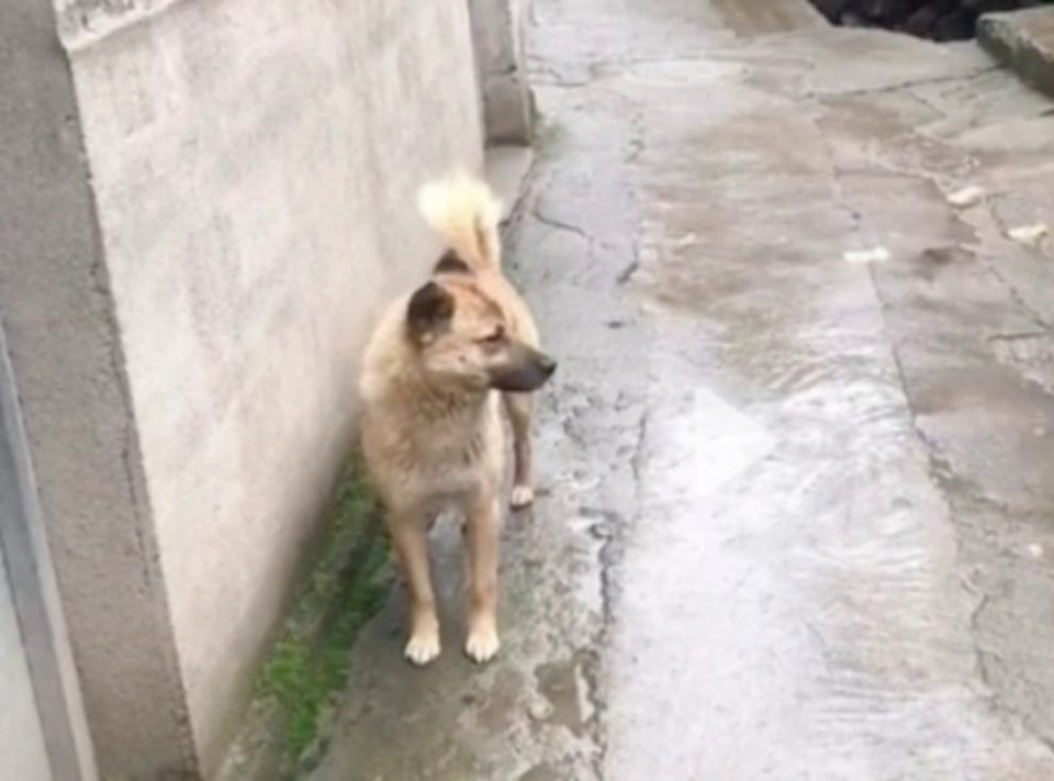 Кина: Куче минало 40 километри дома во потрага по својот покоен сопственик