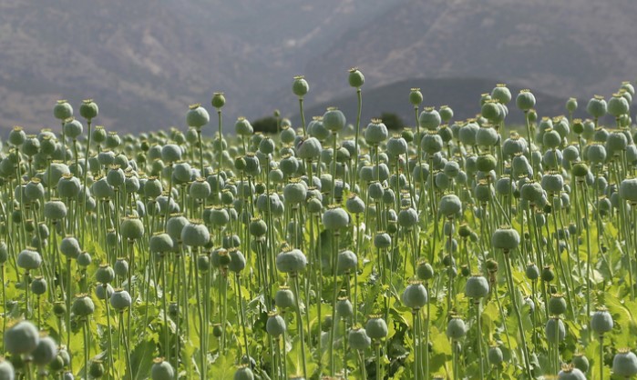 Талибанците почнаа кампања против одгледувањето на афион во Авганистан