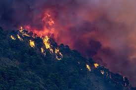Шумски пожари и рекордно високи температури во Шпанија