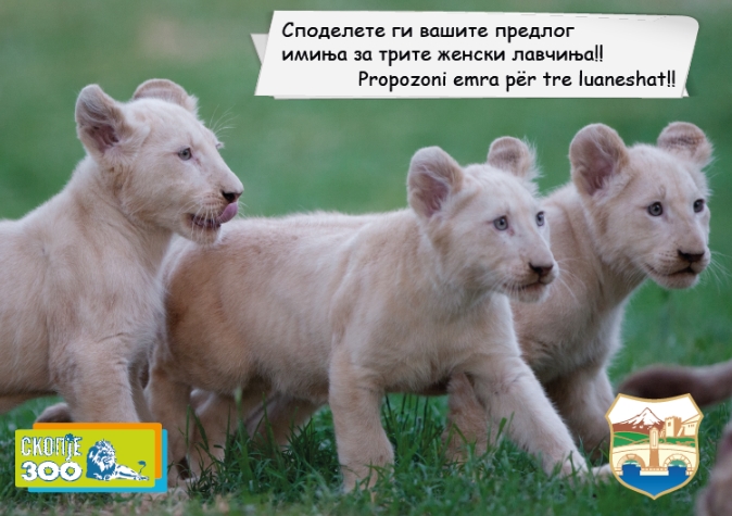 Зоо Скопје: Се бараат имиња за трите женски лавчиња кои се родија