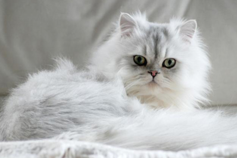 Во Музејот на персиската мачка има сѐ повеќе живи мачки