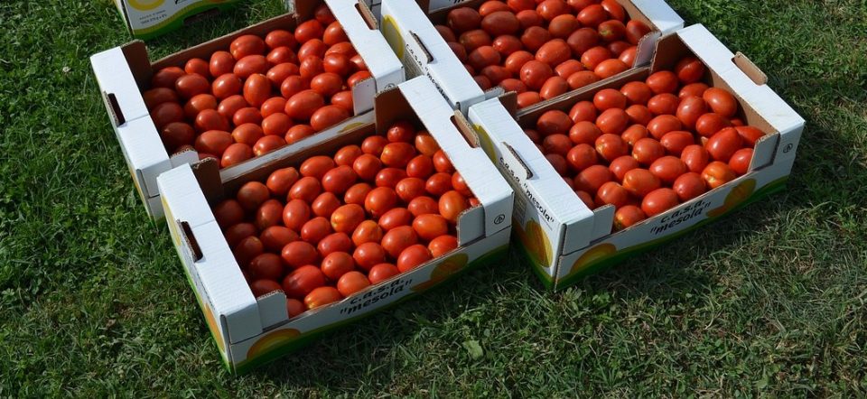 Пораст на откупните цени на градинарските култури во Струмичко