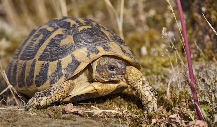 Откриена желка која може да ги расветли последните години на Помпеја