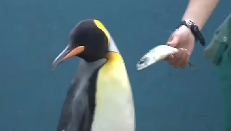 (ВИДЕО) Пингвин „со став“: Не јаде евтина риба