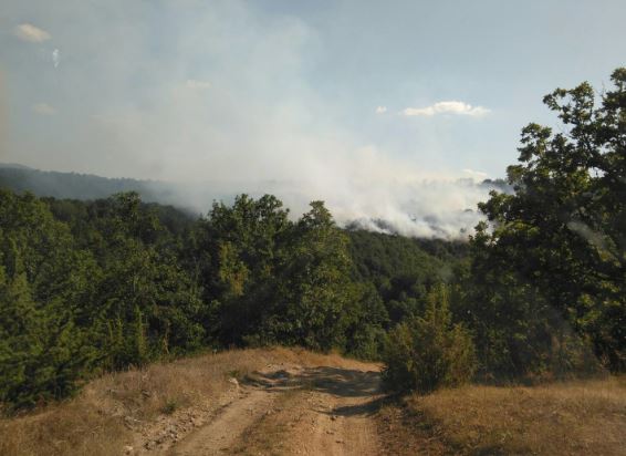Гори во Струмичко и во Тетово, локализирани осум пожари