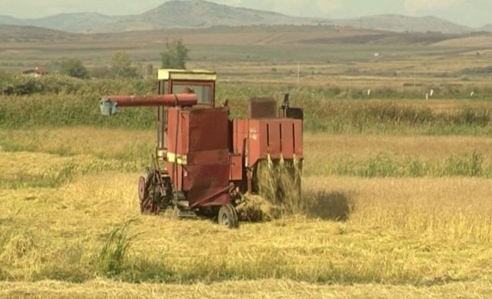 Житото се жнее низ Овче Поле, откупната цена на лебното зрно се уште не е дефинирана