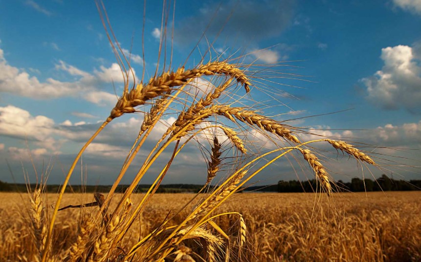 Ердоган: Во следните денови ќе почне извозот на жито преку Црно Море
