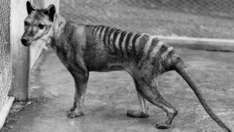 Научници тврдат дека можат да го вратат изумрениот тасманиски тигар