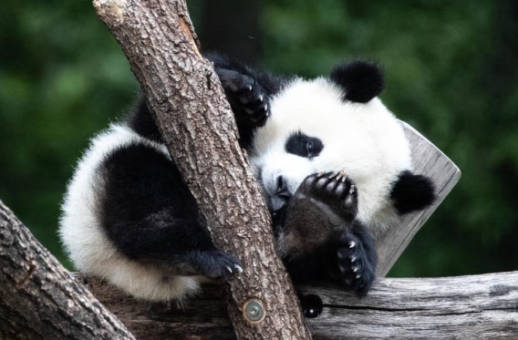 Пандата Ершун роди близнаци во кинеска зоолошка градина