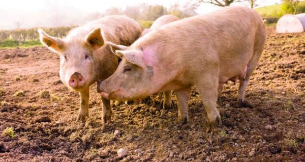 Бабовски: Прво контрола од ветеринар, па вселување на свињи во одгледувалиште