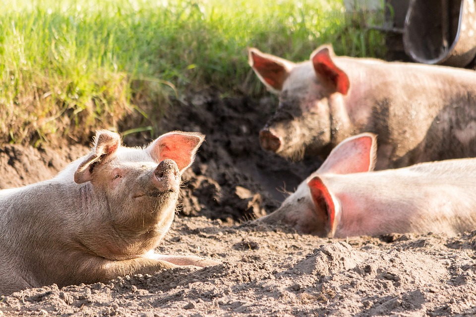 Најголемиот европски производител на свинско месо најави масовни откази