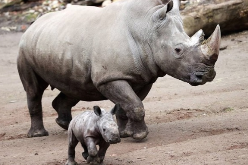 Роговите на носорозите се сѐ помали