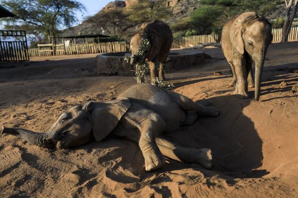 Кенија: Годинава поради суша угинаа повеќе од 200 слонови