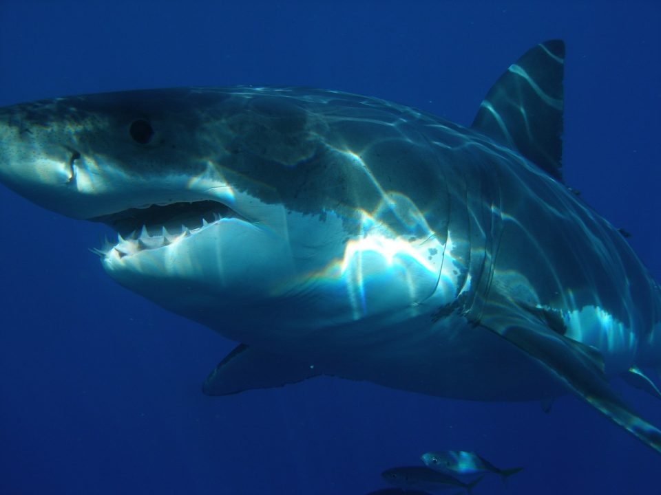 (ВИДЕО) Ајкули видени во две познати грчки летувалишта