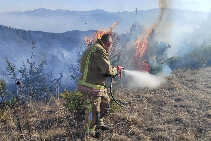 Во шумски пожар на Осогово изгореа 20 хектари со смрека и нискостеблести растенија