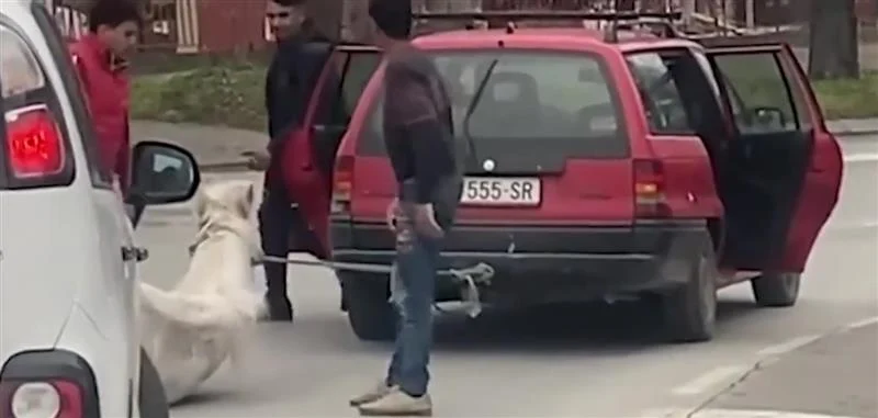 Приведени трите лица кои влечеа коњ со автомобил низ Скопје