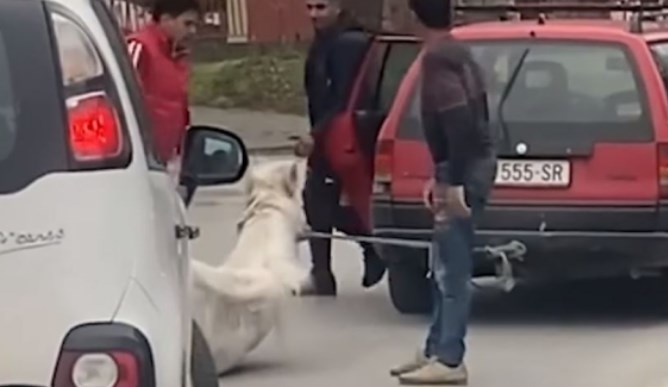 Приведени три лица од Скопје поради мачење коњ