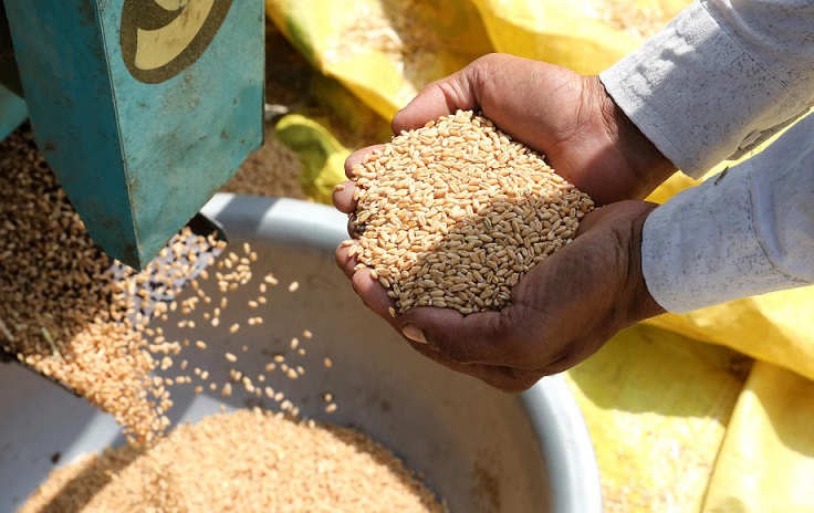 Исплатени субвенции за пченицата, информира МЗШВ