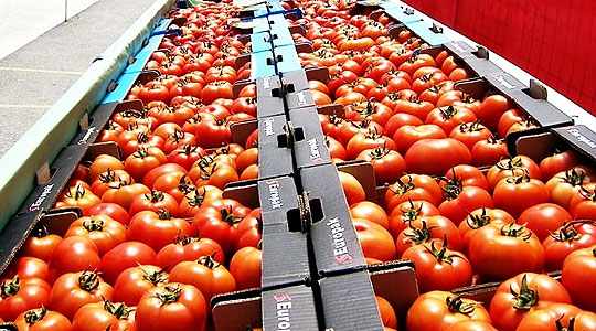 АХВ: На македонскиот пазар не се увезени небезбедни домати од Албанија