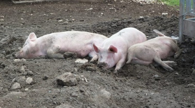 Србија: Еутанизирани се 17.888 свињи поради африканска чума