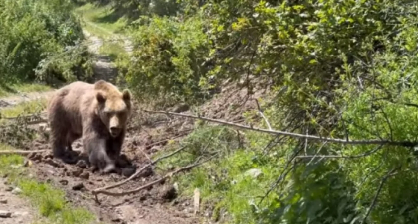 (ВИДЕО) Спасувачката акција на мечка која беше заглавена на Шара